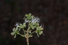 Symphorema polyandrum